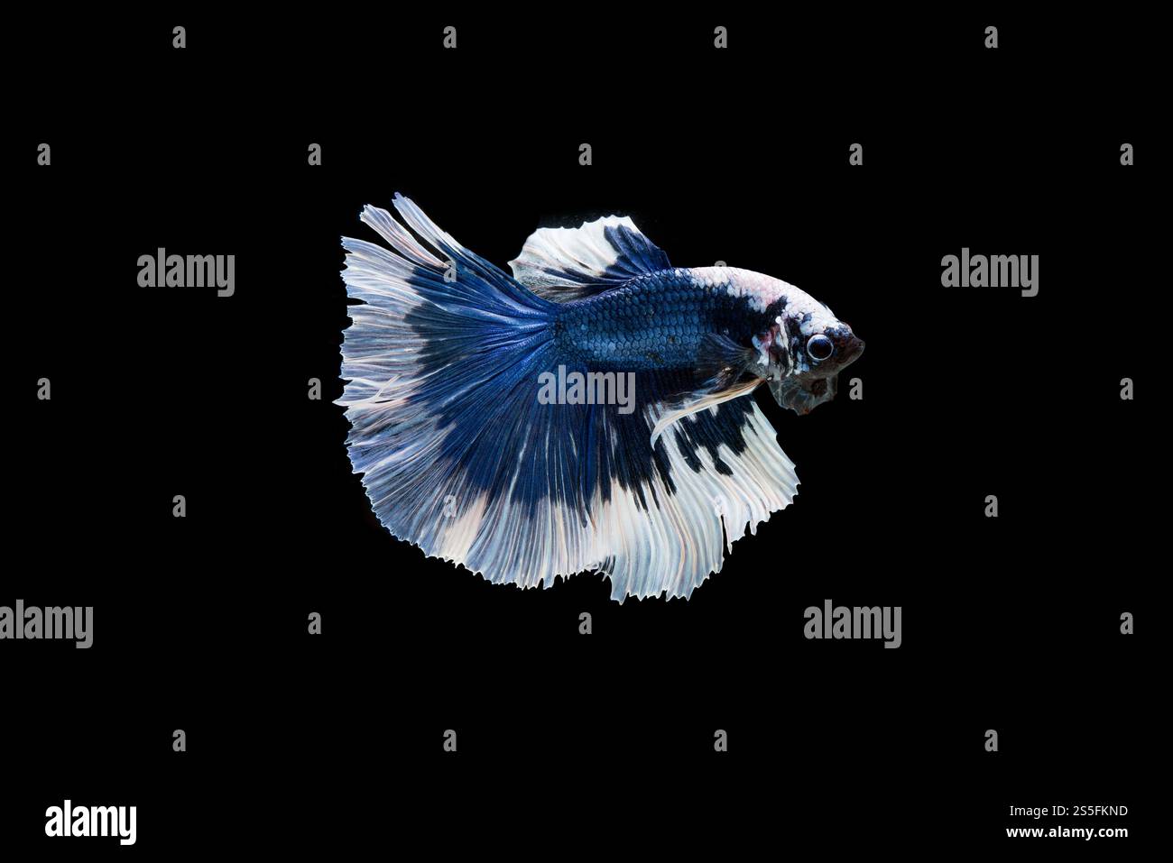 Bellissimo colorato di pesce siamese betta Foto Stock