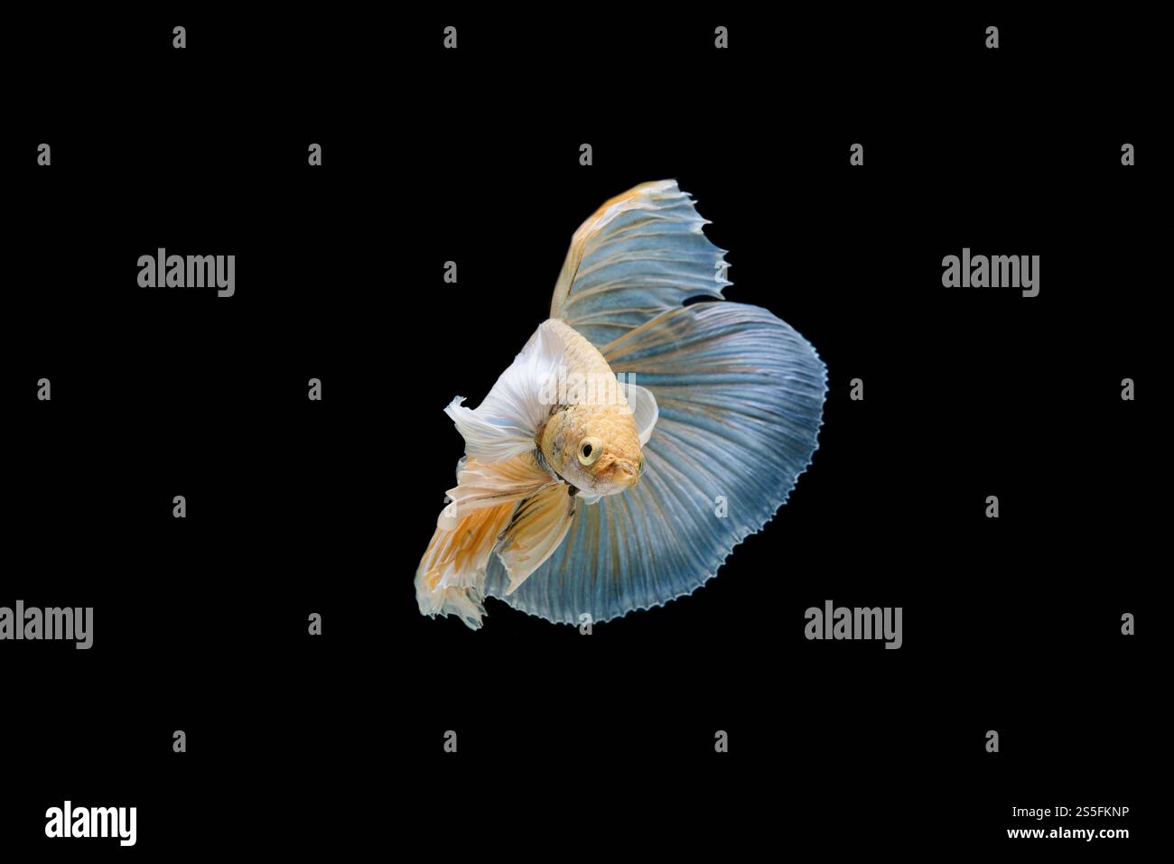 Bellissimo colorato di pesce siamese betta Foto Stock