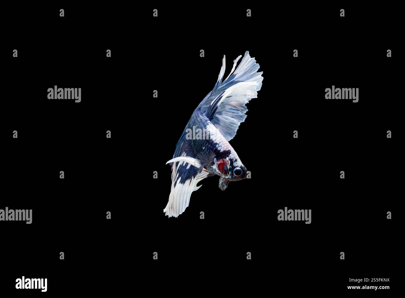 Bellissimo colorato di pesce siamese betta Foto Stock