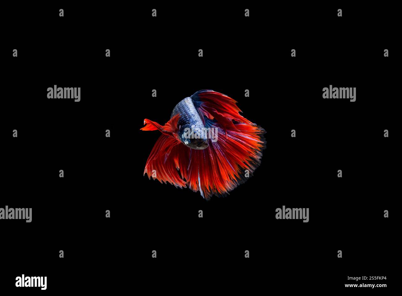 Bellissimo colorato di pesce siamese betta Foto Stock