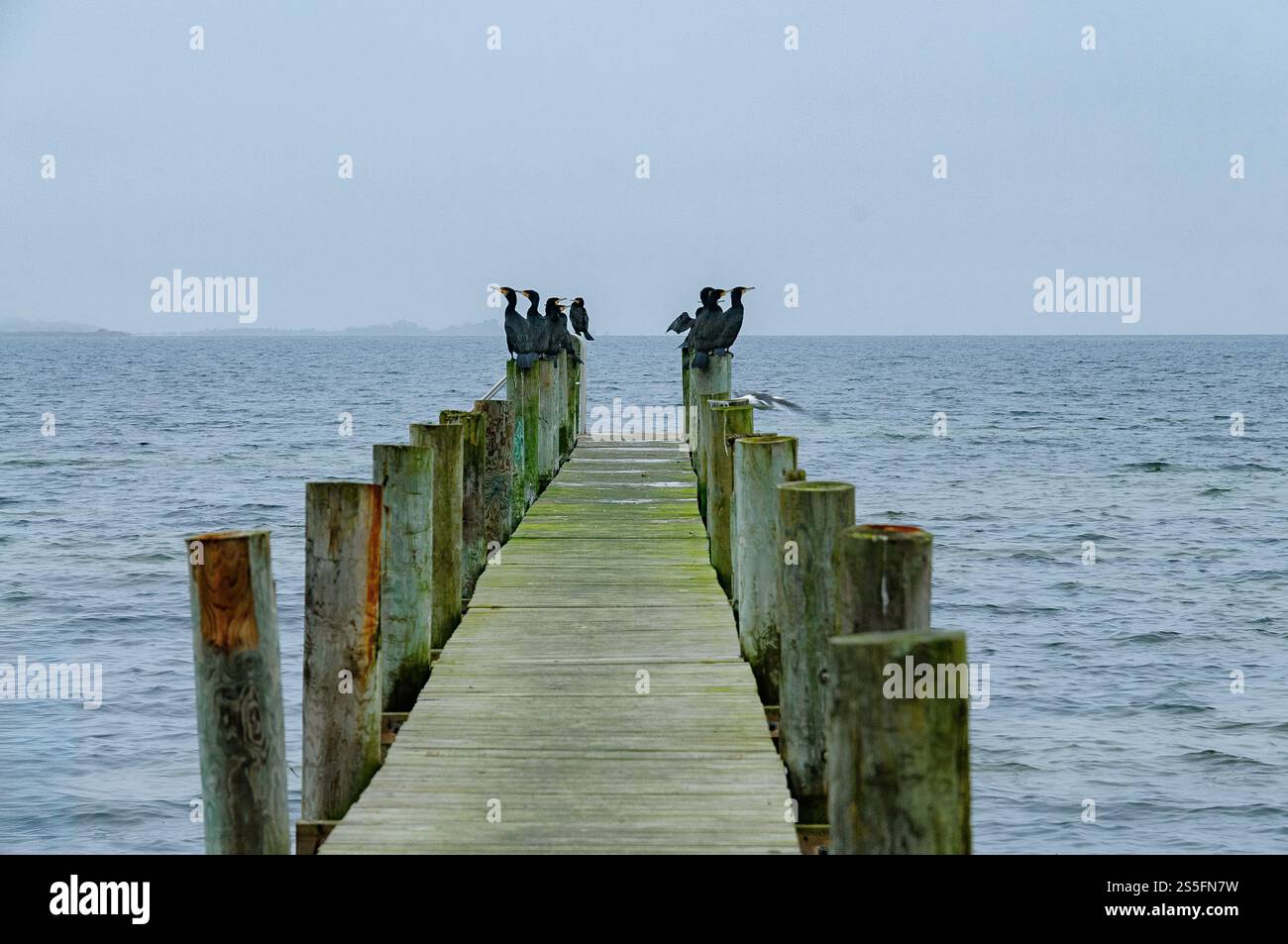 Diversi cormorani si aprono su una banchina di legno rustica che si estende in un oceano calmo, abbracciato da un'atmosfera grigia e soffusa all'alba. Foto Stock
