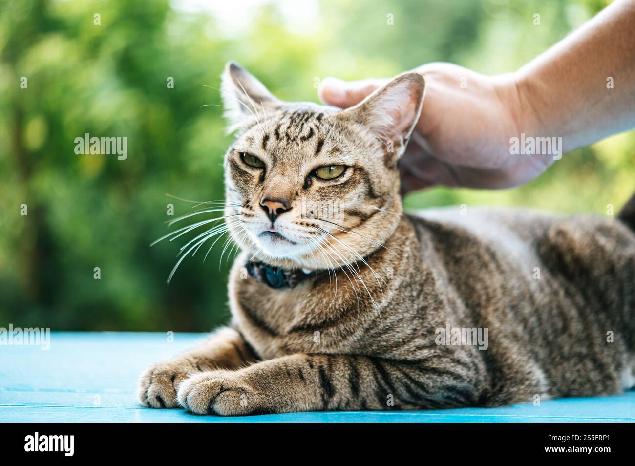 La mano che tocca la testa e il viso dei gatti si addormenta sul pavimento blu di cemento, da vicino. Foto Stock