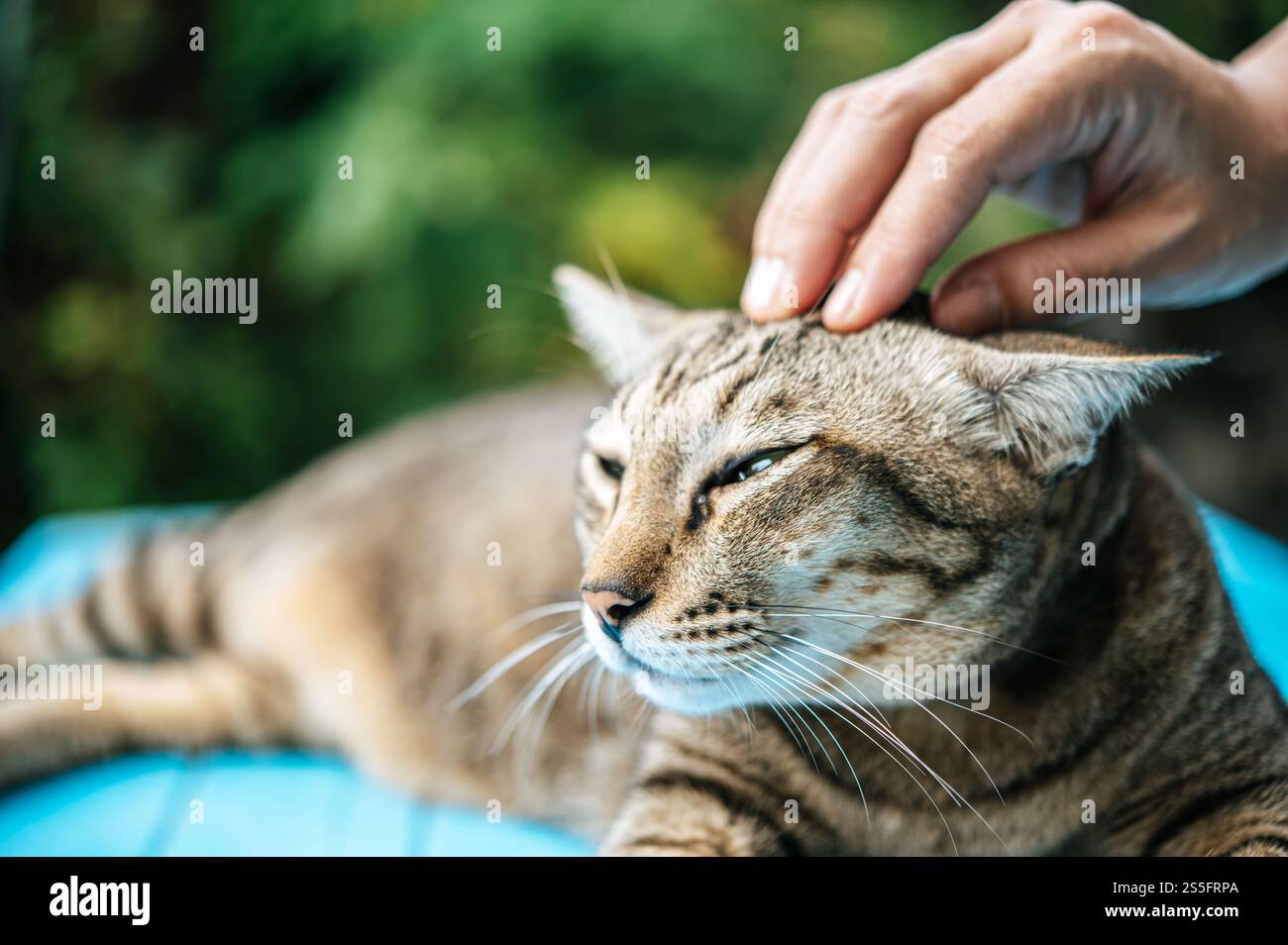 La mano che tocca la testa e il viso dei gatti si addormenta sul pavimento blu di cemento, da vicino. Foto Stock
