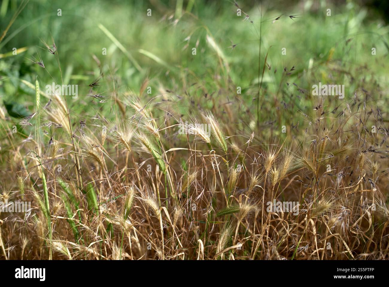 Primo piano di erba selvatica dorata che ondeggia in un campo naturale con sfondo verde sfocato, Teheran, Iran Foto Stock