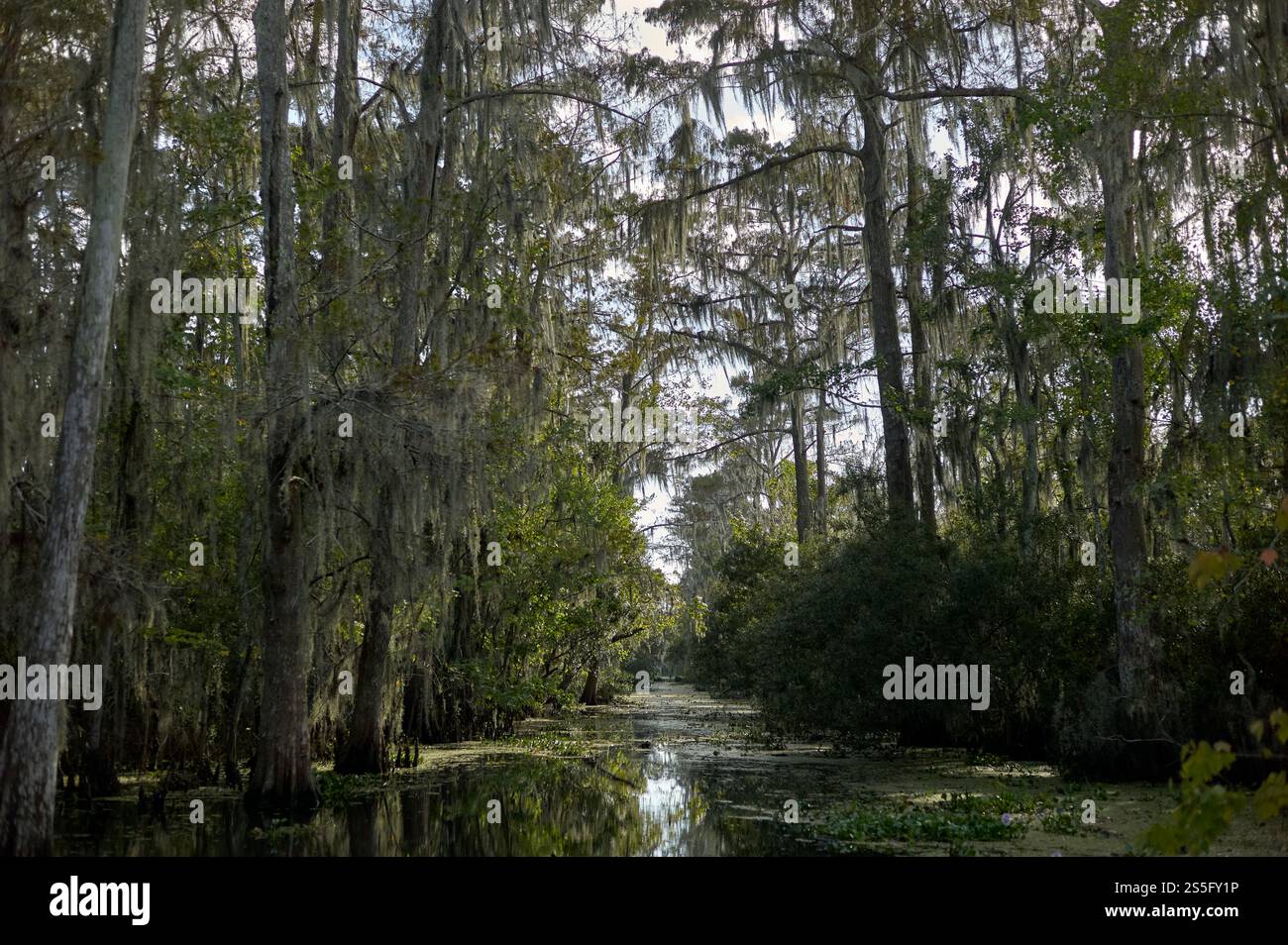 Tranquillo corso d'acqua paludoso circondato da vegetazione lussureggiante e muschio spagnolo drappeggiato in un tranquillo ambiente forestale, New Orleans, Stati Uniti Foto Stock