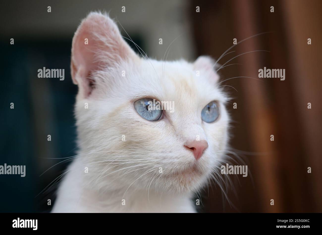 Un gatto bianco puro con occhi blu turchese e orecchie rosa difettose all'aperto. Gatto bianco puro con occhi blu turchese e orecchie rosa difettose Foto Stock
