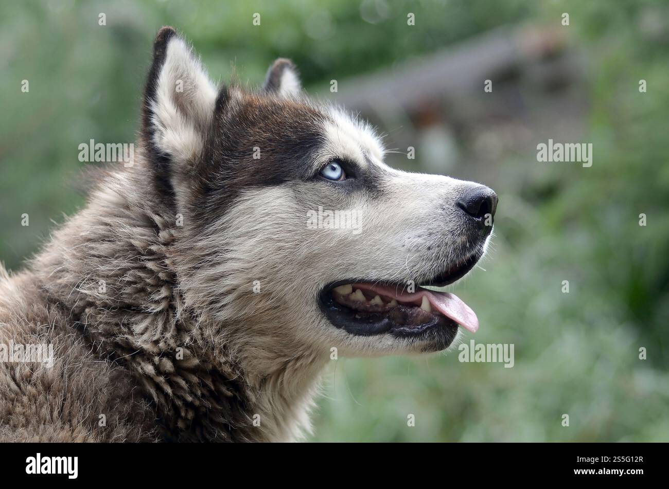 Alaskan Malamute con gli occhi blu. Il Malamute artico è un cane di dimensioni abbastanza grandi, progettato per lavorare nell'imbracatura, uno dei più antichi Foto Stock