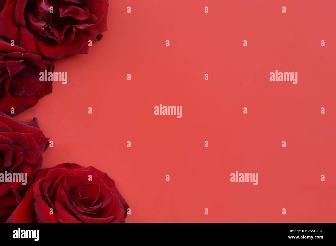 Rose rosse scure sul tabellone rosso, sfondo di San Valentino, giorno del matrimonio. Love Concept San Valentino Card con sfondo rosso e spazio per il testo di saluto. Foto Stock