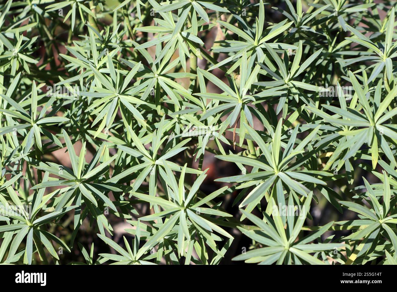 Sfondo fogliame con una disposizione orlata di foglie della pianta di sperone Euphorbia bourgaeana originaria di Tenerife, Spagna Foto Stock