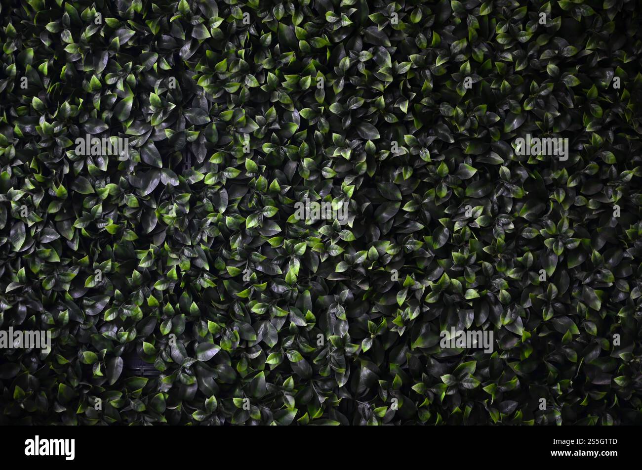 Green ivy cresce lungo la parete. Texture di densi canneti del vitigno selvatico Foto Stock