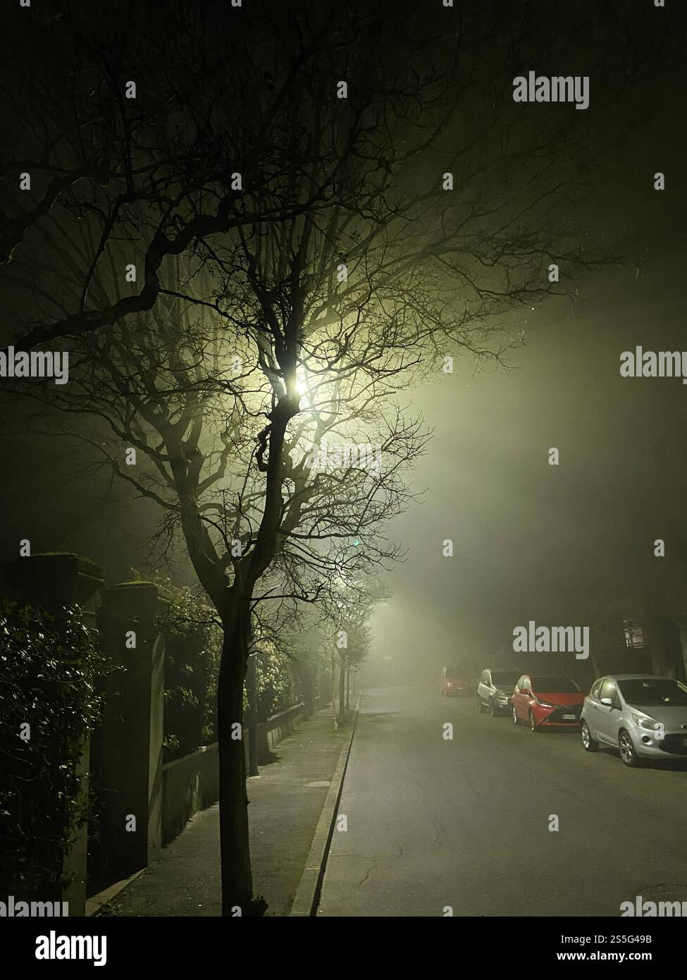 La luce di lampione è diffusa da rami di albero nella nebbia notturna nel quartiere Lido di Venezia della città di Venezia in inverno Foto Stock