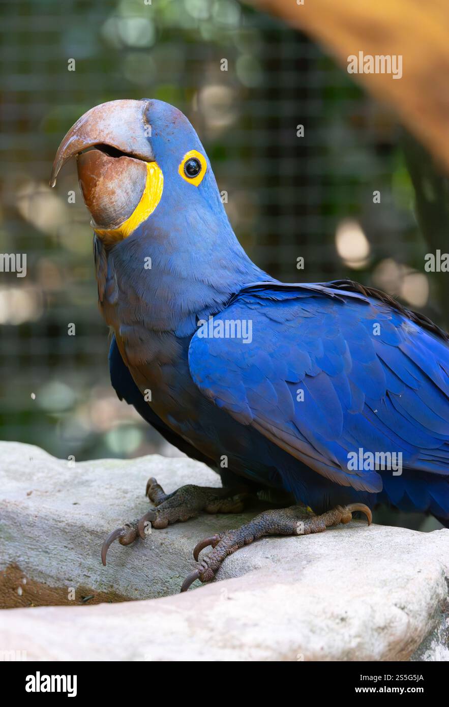 Hyacinth Macaw, Anodorhynchus hyacinthinus, un adulto in cattività; parco ornitologico Parque das Aves, Iguazu, Brasile Sud America Foto Stock