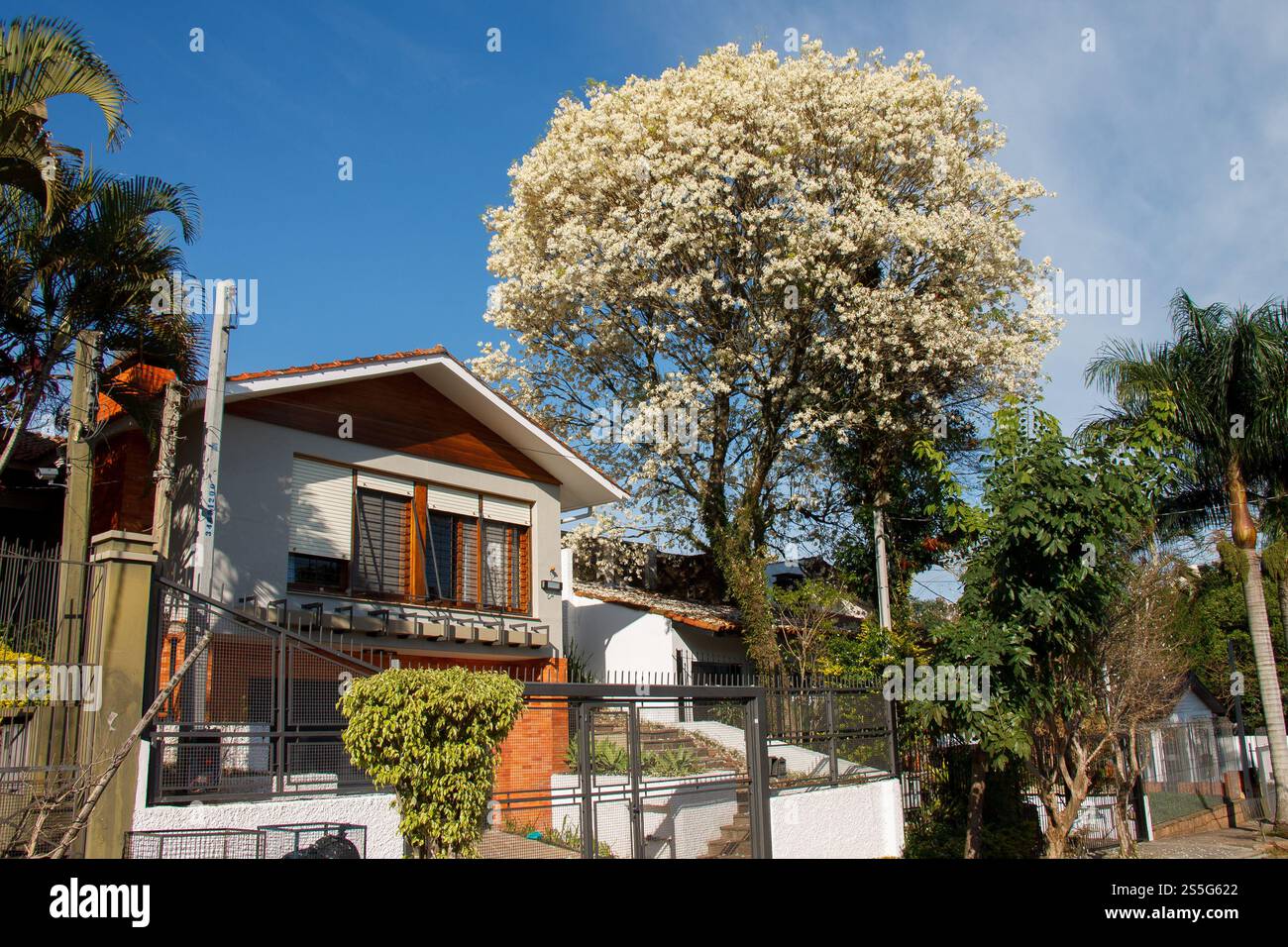 Una splendida facciata della casa e un albero bianco in fiore a Porto Alegre, Rio grande do sul, Brasile Foto Stock