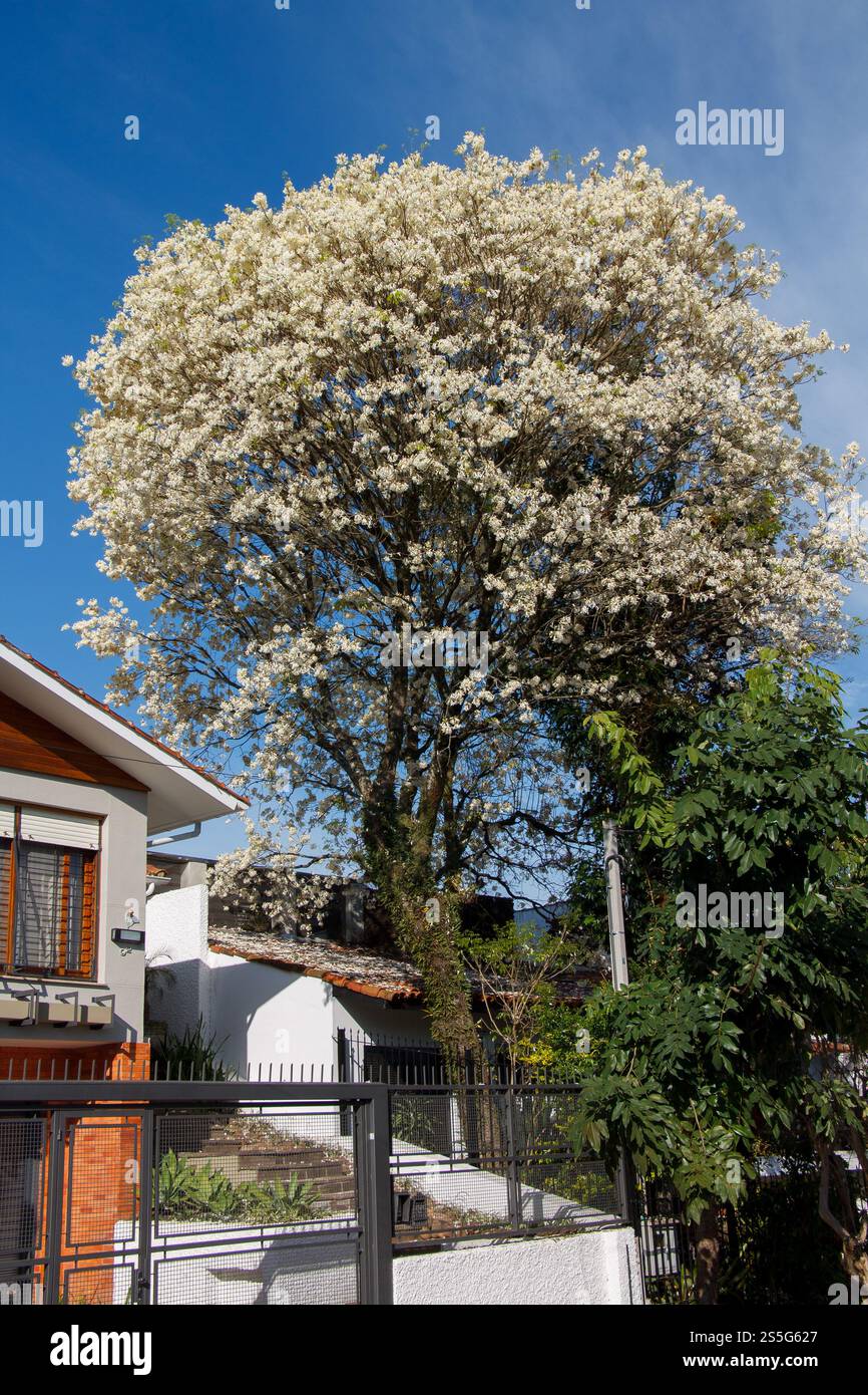 Una splendida facciata della casa e un albero bianco in fiore a Porto Alegre, Rio grande do sul, Brasile Foto Stock