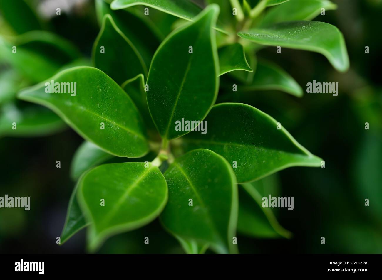 Foglie verdi scure per sfondo, messa a fuoco selettiva Foto Stock