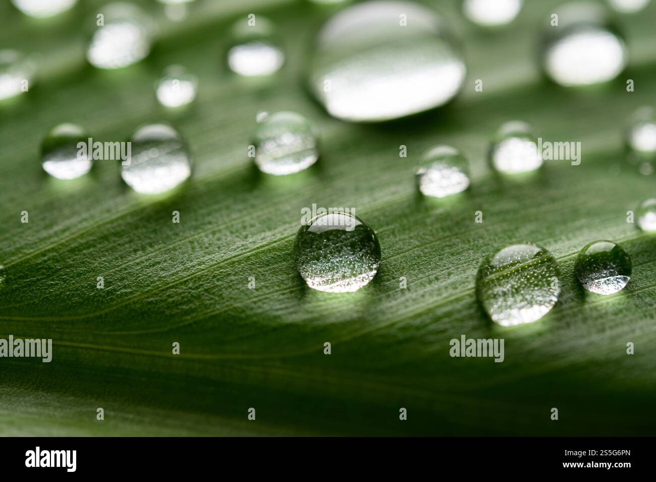 Molte gocce d'acqua cadono su foglie di banana, fuoco selettivo Foto Stock