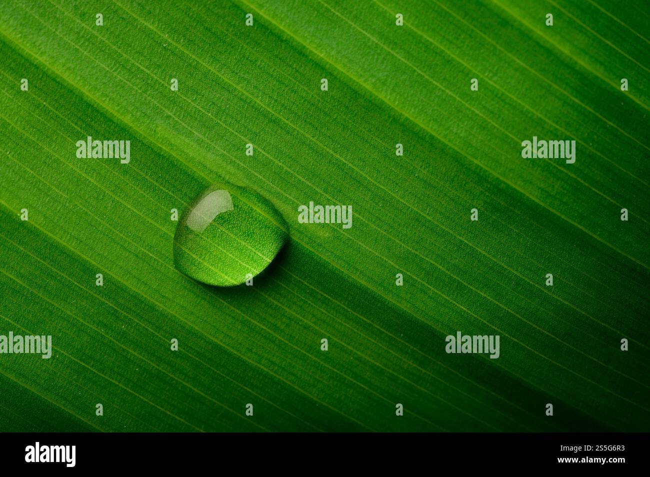 Gocce d'acqua che cadono su foglie di banana, fuoco selettivo Foto Stock