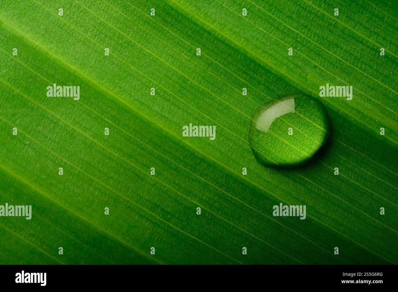 Gocce d'acqua che cadono su foglie di banana, fuoco selettivo Foto Stock