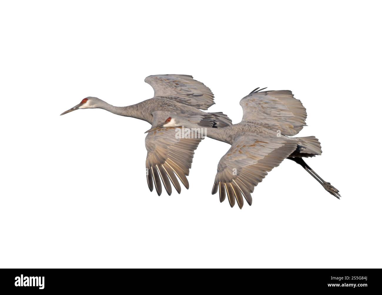Due gru di sabbia in tandem preparano l'atterraggio. Isolato su sfondo bianco. Foto Stock