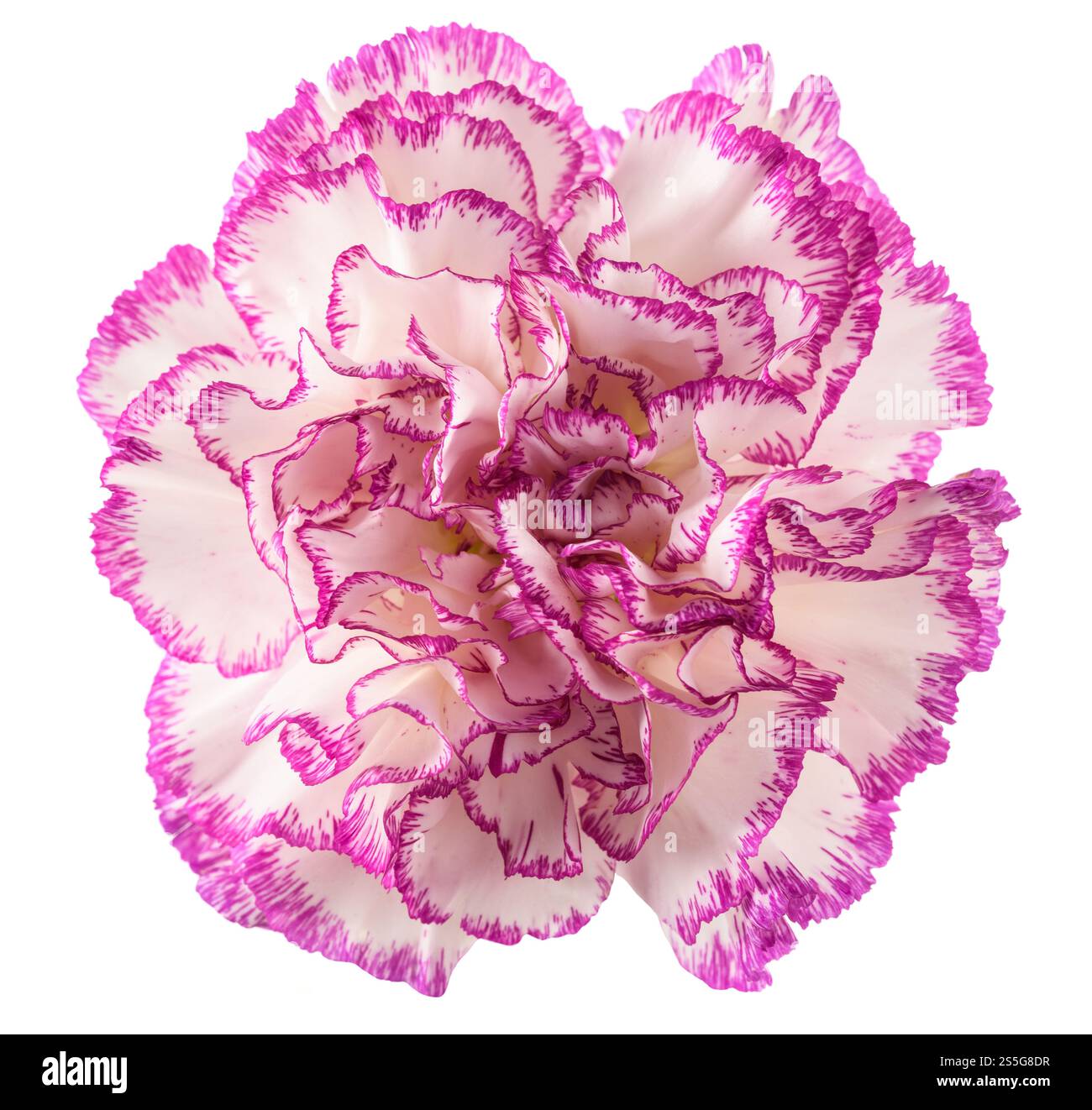 Garofano rosa e bianco isolato su sfondo bianco Foto Stock