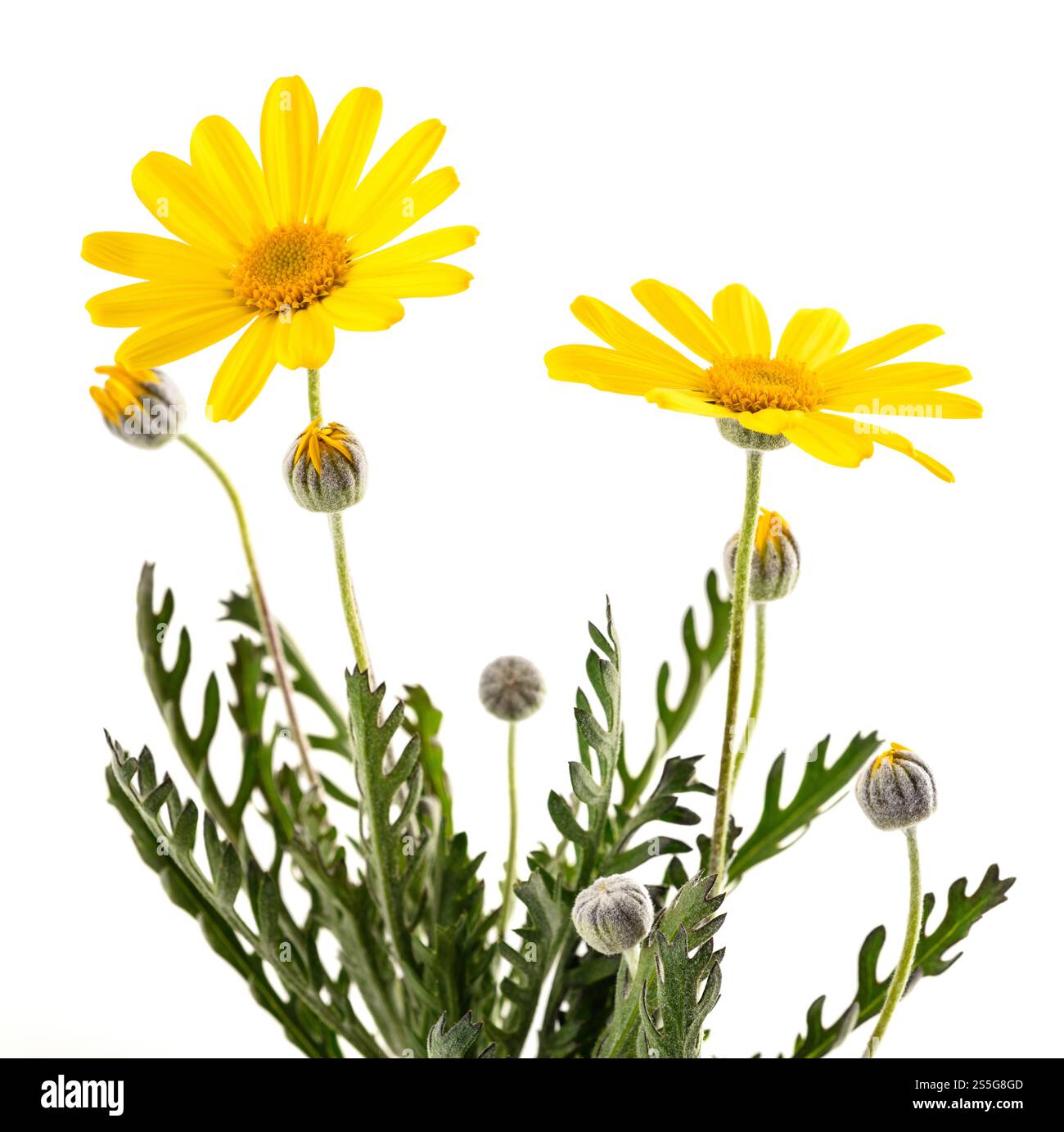 Fiori gialli a margherita isolati su sfondo bianco Foto Stock