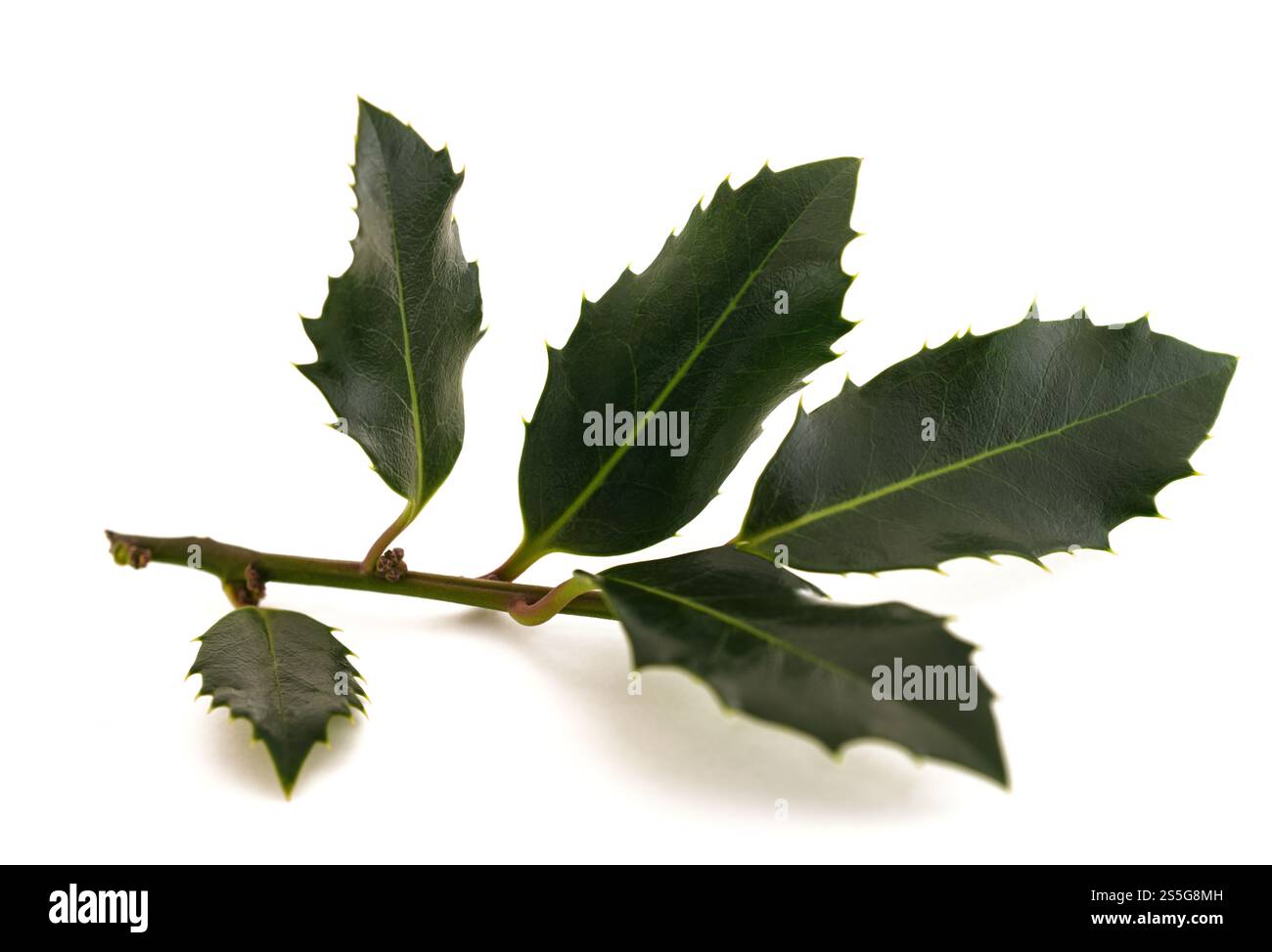 Holly sprig isolato su bianco Foto Stock