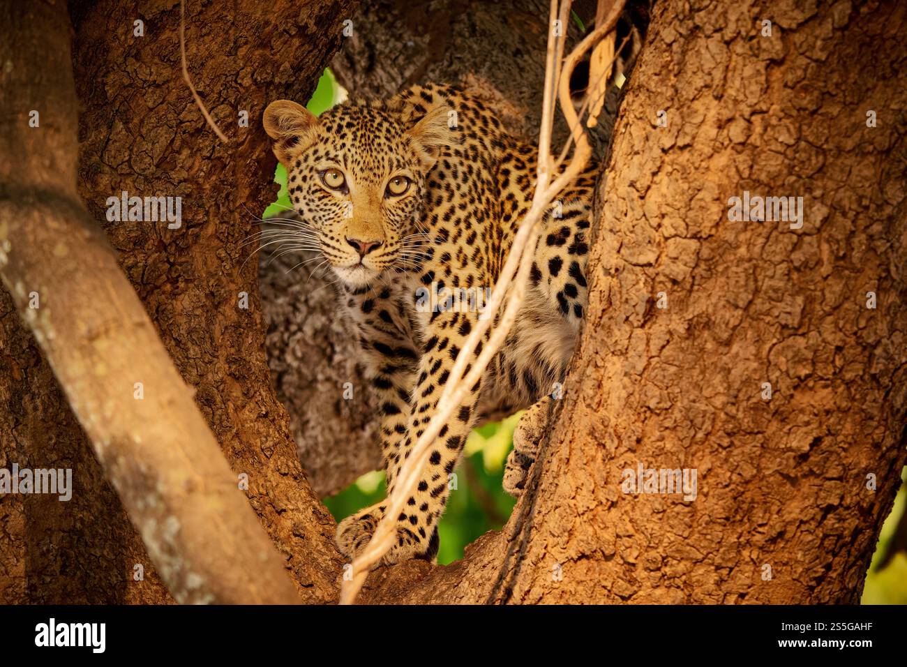 Leopardo africano (Panthera pardus pardus), Luangwa meridionale su un albero Parco Nazionale, Mfuwe, Zambia, Africa Foto Stock