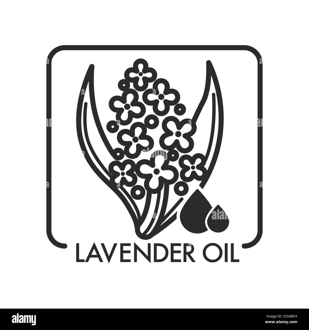 Gocce di olio di lavanda e pianta, fiore con foglie in una cornice, illustrazione grafica piatta vettoriale con testo su sfondo bianco. Gocce di olio di lavanda e grafica di piante floreali con testo Illustrazione Vettoriale