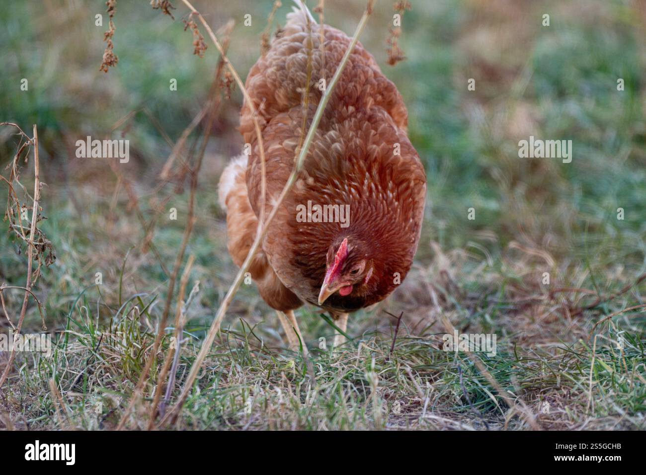 Huhn auf der Wiese bei Sonnenschein , Deutschland, Rheinland-Pfalz, Hanhofen, 14.01.2025, Ein braunes Huhn pickt auf einer Grünen Wiese bei Sonnenlicht. Symbol für Freilandhaltung und nachhaltige Landwirtschaft. *** Pollo su un prato al sole , Germania, Renania-Palatinato, Hanhofen, 14 01 2025, un pollo bruno afferra un prato verde alla luce del sole simbolo per l'agricoltura all'aperto e l'agricoltura sostenibile Foto Stock
