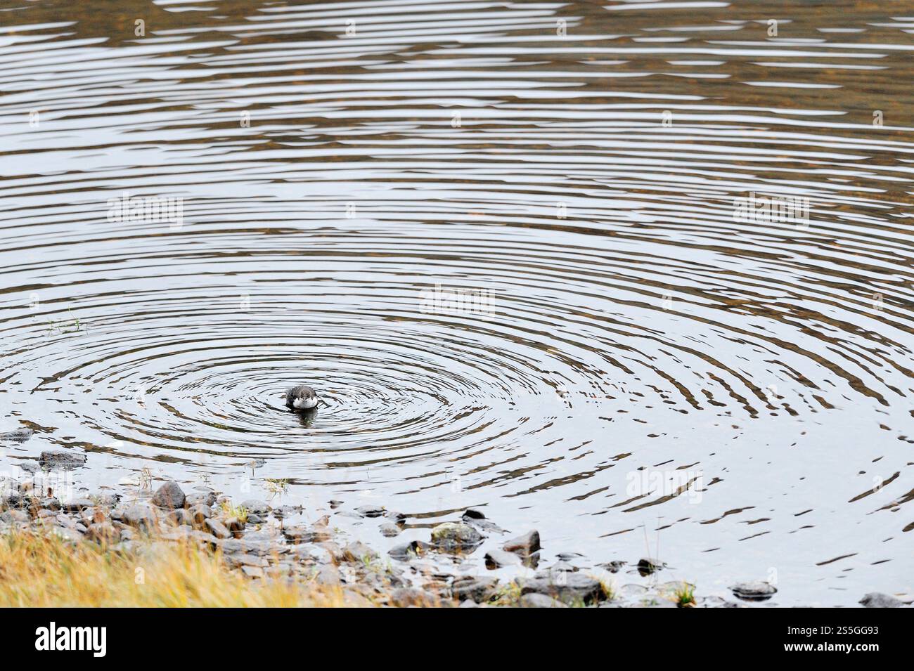 Dipper (Cinclus cinclus) singolo uccello sul bordo di un lago con increspature d'acqua che irradiano seguendo i suoi movimenti durante la cattura delle prede. Foto Stock