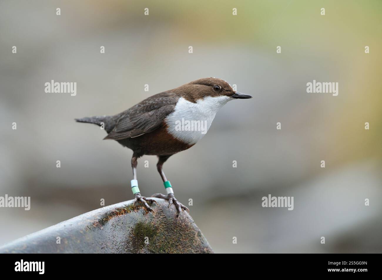 Penetratore (Cinclus cinclus) singolo dotato di anelli di plastica colorati montati sulle gambe per l'identificazione e il monitoraggio in uno studio scientifico Foto Stock