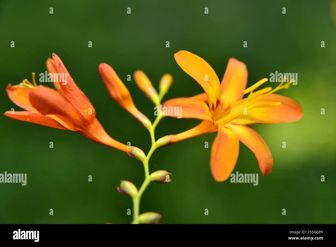 Le stelle cadenti fioriscono alla fine di luglio Foto Stock