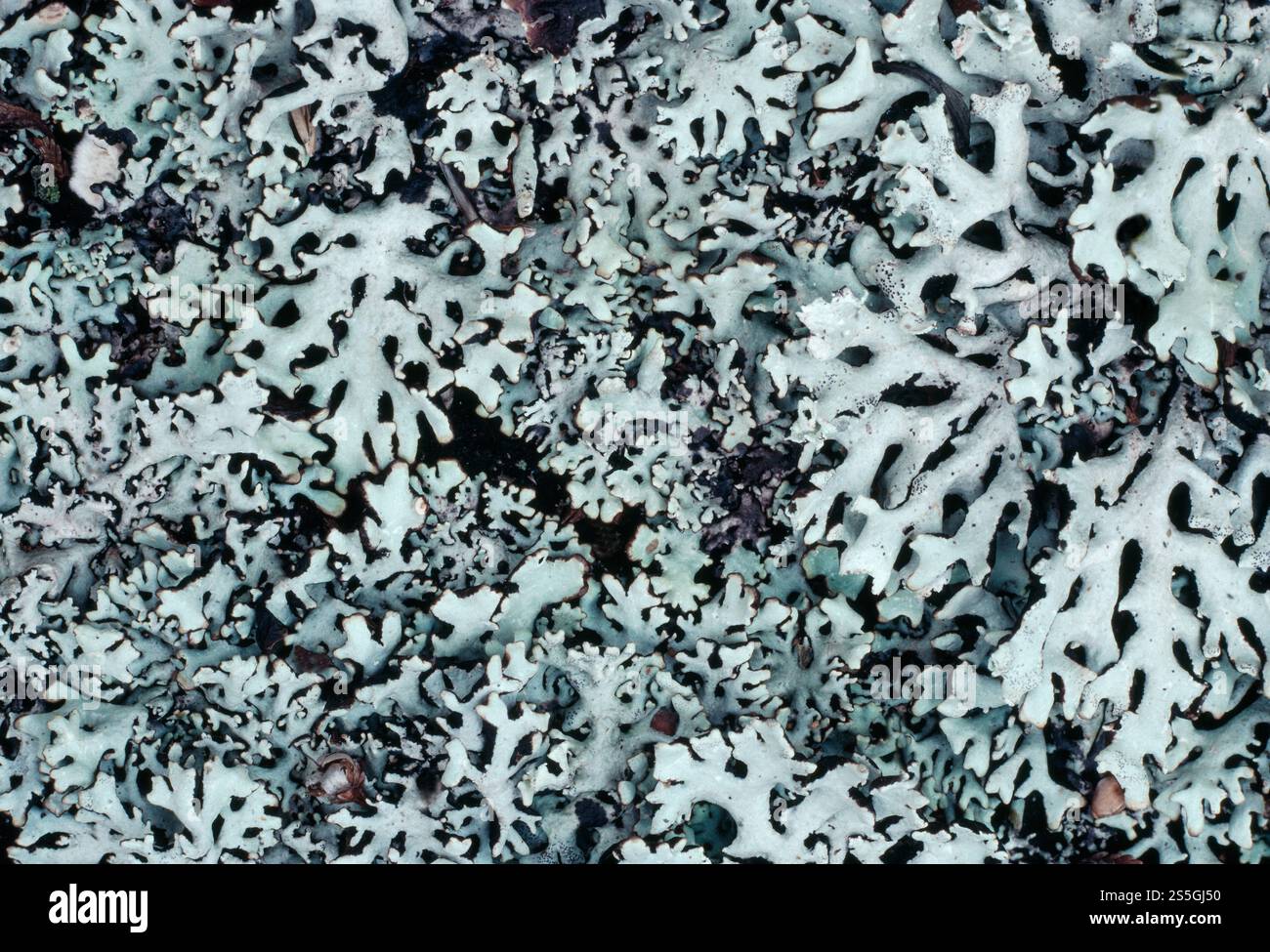 Vescica Lichen / Tube Lichen (Hypogymnia physodes) primo piano della massa che cresce sul ceppo di Larch europeo in decomposizione, Midlothian, Scozia, febbraio Foto Stock