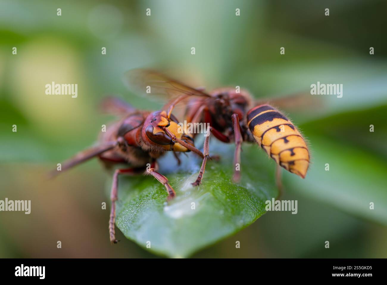 Calabroni europei femminili (vespa crabro) squabble Foto Stock