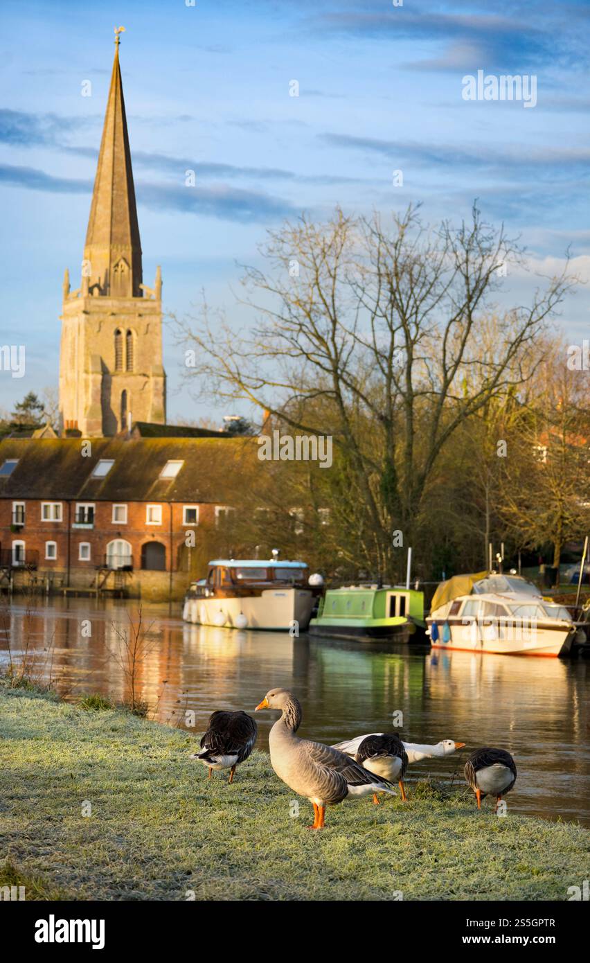 Gruppo di oche e barche da diporto ormeggiate sul Tamigi ad Abingdon. E' una mattina gelida di mezza inverno, siamo sulla riva sud del fiume, solo upstrea Foto Stock