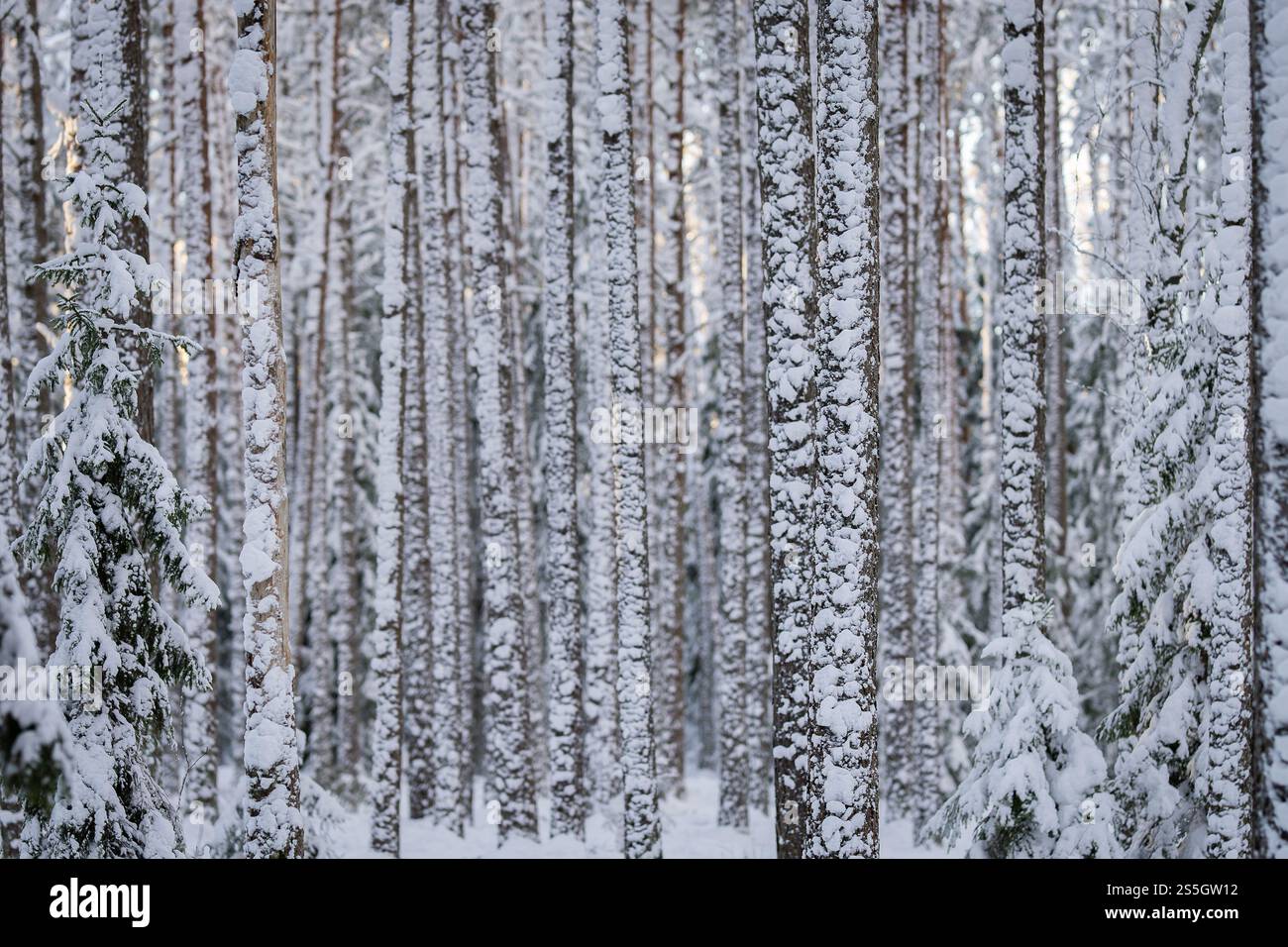 Pini innevati nella foresta invernale. Boschi e paesaggi naturali all'aperto nelle giornate fredde. Tronchi innevati. Sfondo astratto della foresta invernale. Foto Stock