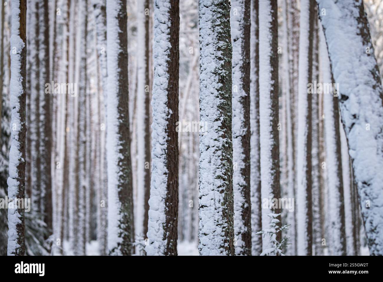 Pini innevati nella foresta invernale. Boschi e paesaggi naturali all'aperto nelle giornate fredde. Tronchi innevati. Sfondo astratto della foresta invernale. Foto Stock