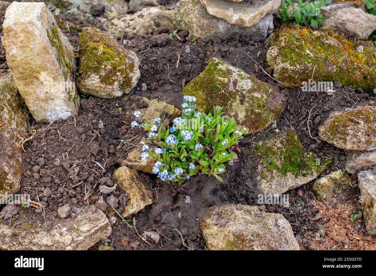 I primi fiori sullo scivolo alpino tra grandi pietre. Formazione di un letto di fiori. Foto Stock
