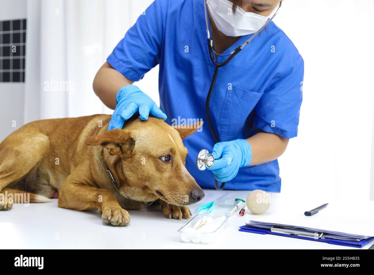 Cane sul tavolo d'esame della clinica veterinaria. Assistenza veterinaria. Medico veterinario e cane Foto Stock