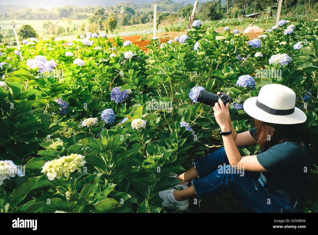 fotografia di viaggio scattando foto nel giardino di ortensia Foto Stock