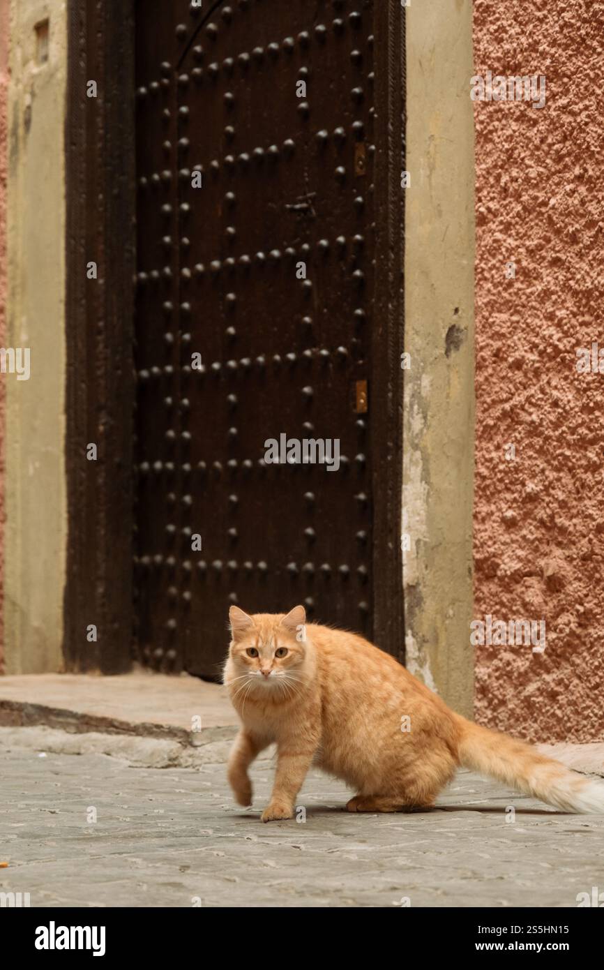 Un gatto arancione per le strade della Medina di Marrakech in Marocco Foto Stock