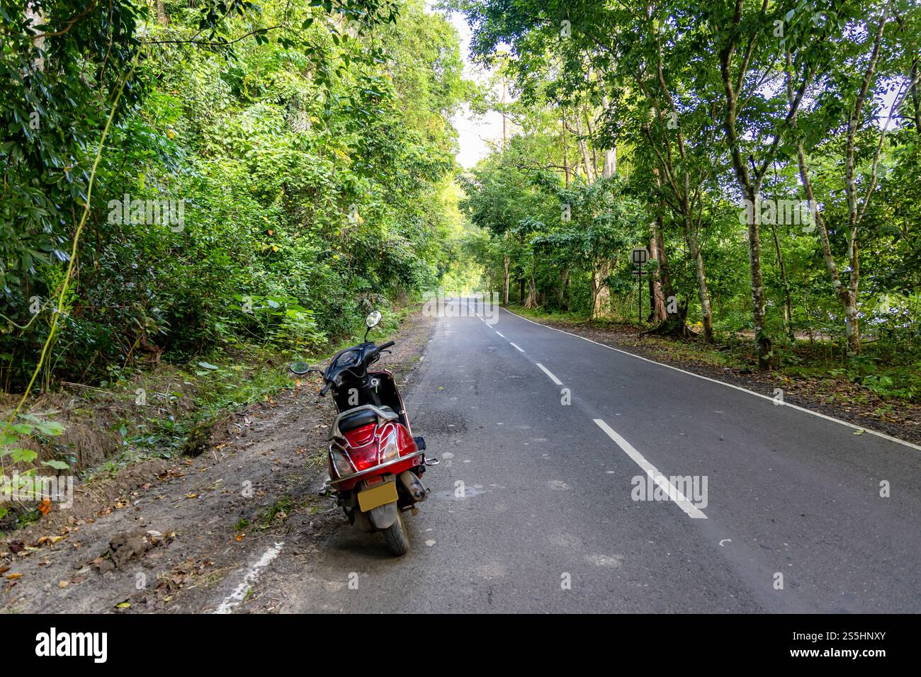 fai un viaggio su due ruote su una strada deserta nella foresta con lussureggianti foreste verdi al mattino Foto Stock
