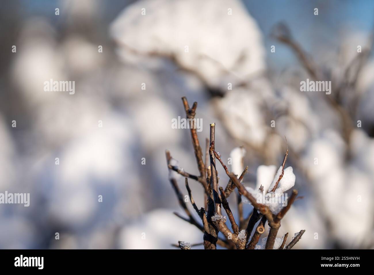 Piccolo alberello mangiato da un alce. Segnale di alimentazione dell'alce fresco sulla pianta legnosa. Estremità sfilacciate dove un alce ha strappato le estremità dei ramoscelli d'acero. Foto Stock