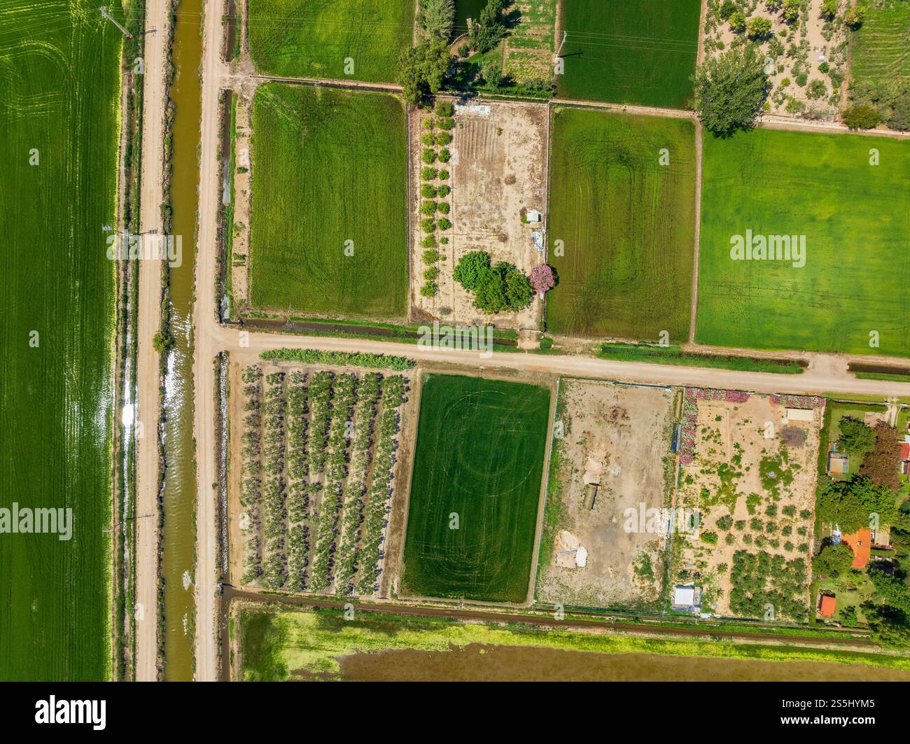 Vista aerea dei frutteti vicino al Poblenou del Delta in un pomeriggio estivo nel Delta dell'Ebro (Montsià, Tarragona, Catalogna, Spagna) Foto Stock