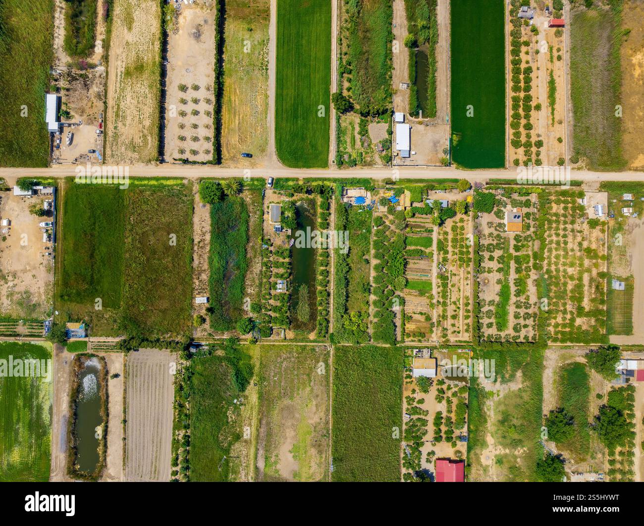 Vista aerea dei frutteti vicino al Poblenou del Delta in un pomeriggio estivo nel Delta dell'Ebro (Montsià, Tarragona, Catalogna, Spagna) Foto Stock