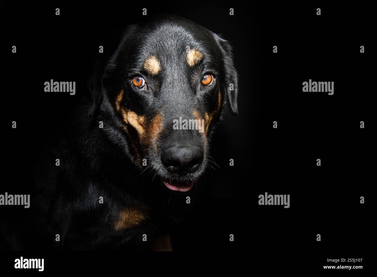 Profilo del cane rottweiler di razza mista con un volto di espressione spaventosa. Isolato su sfondo nero scuro Foto Stock