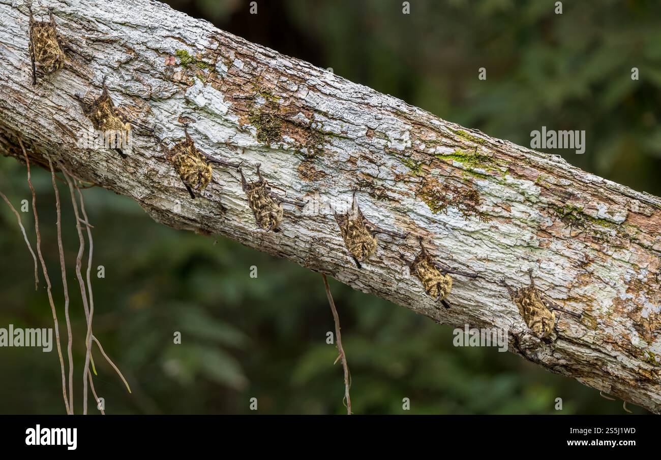 Gruppo di pipistrelli proboscidi dal naso lungo (Rhynchonycteris naso) schierati su una diramazione, foresta pluviale amazzonica, parco nazionale di Yasuni, Ecuador, Sud America Foto Stock