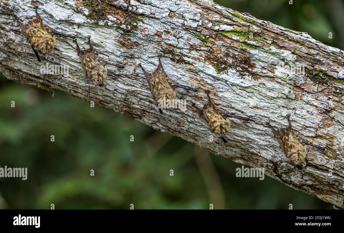 Gruppo di pipistrelli proboscidi dal naso lungo (Rhynchonycteris naso) schierati su una diramazione, foresta pluviale amazzonica, parco nazionale di Yasuni, Ecuador, Sud America Foto Stock