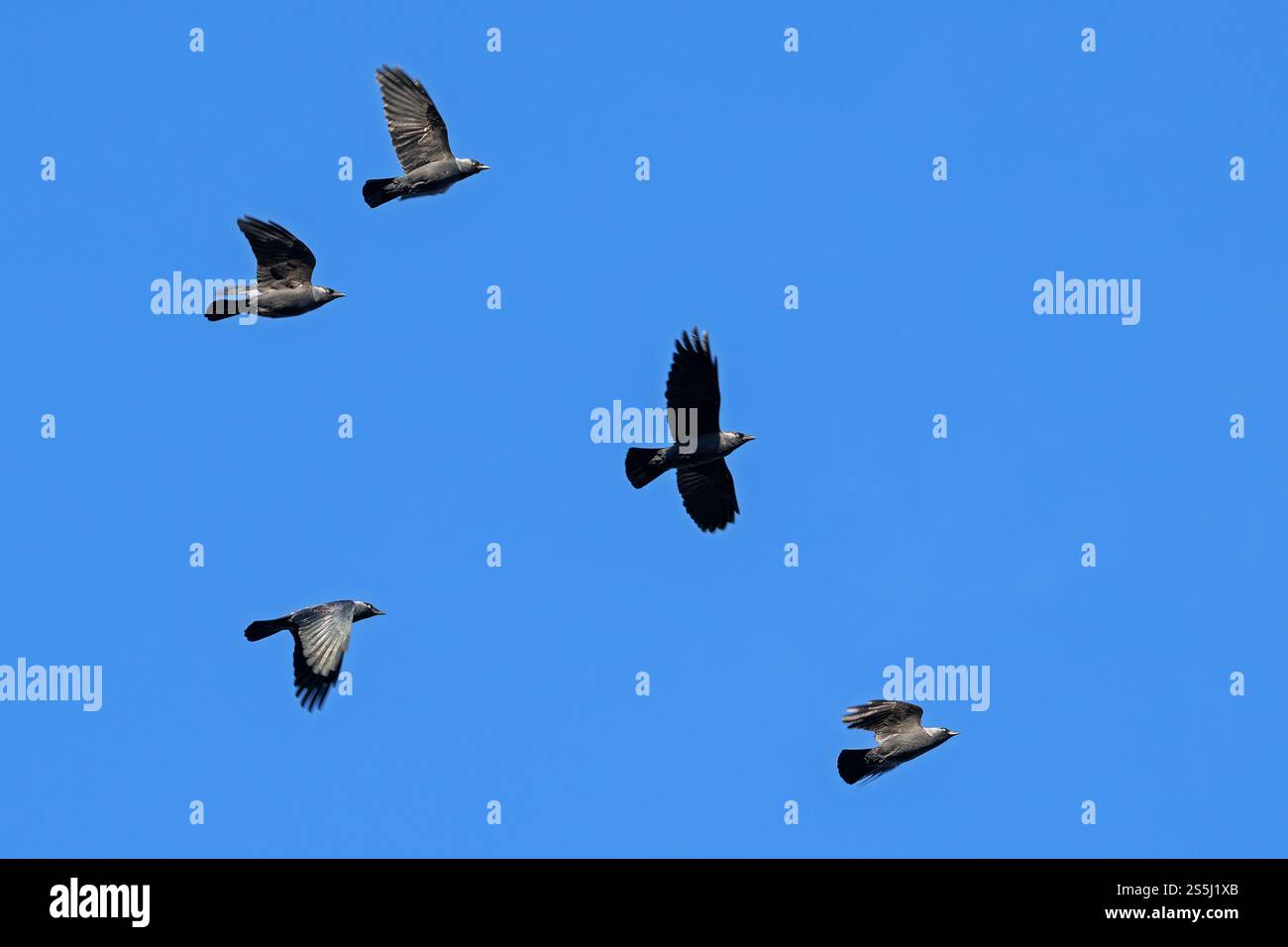 Stormo di jackdaws occidentali / jackdaw europeo (Corvus monedula / Coloeus monedula) in volo contro il cielo blu Foto Stock