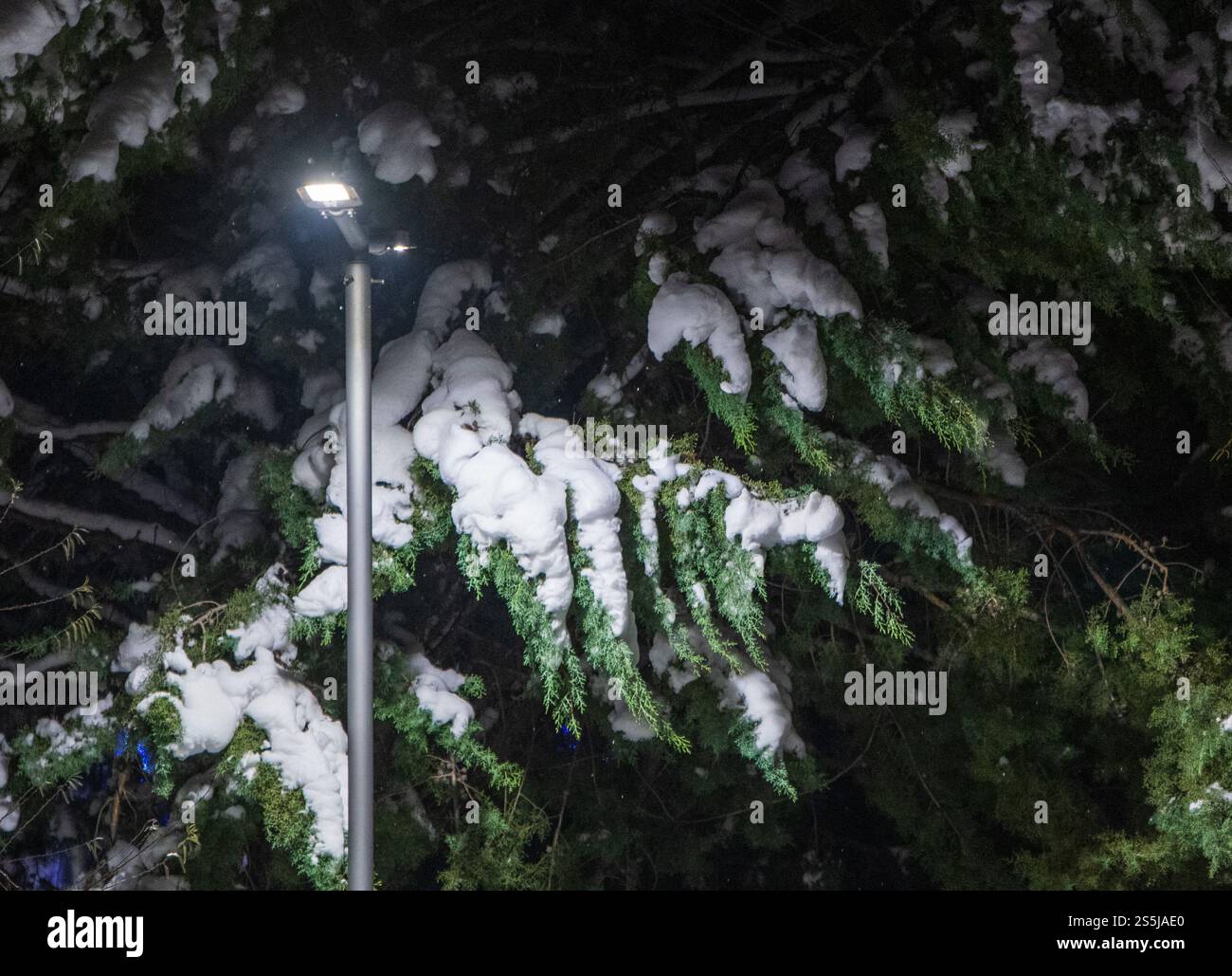 Illuminazione stradale invernale e diramazioni Evergreen coperte di neve Foto Stock